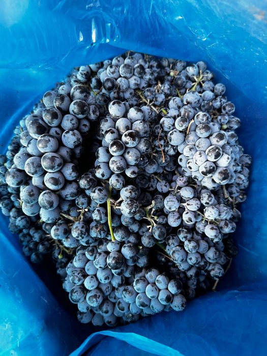 Vând struguri de vin calitate foarte bună Othel și roșioară