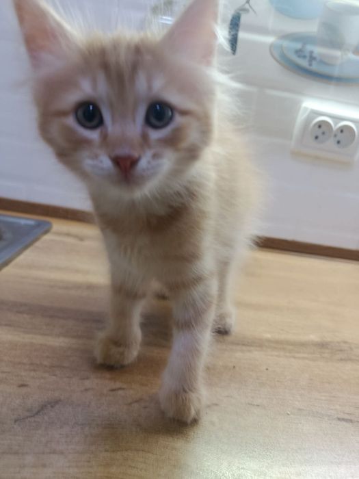 Котята 2 месяца. Домашние. Отдам даром.