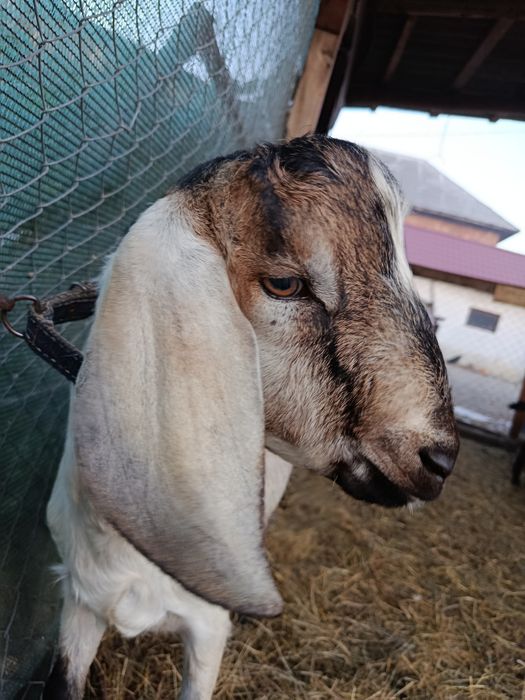 Țap anglo nubieni buni de montă din părinți top