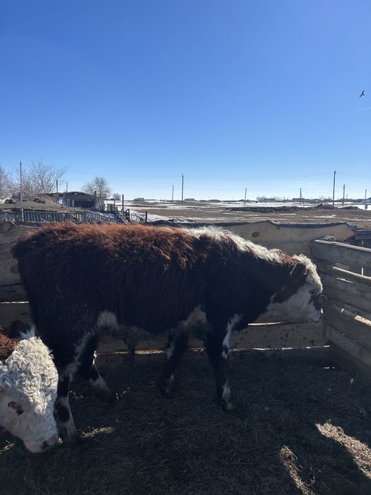 Проодам бычков откорм