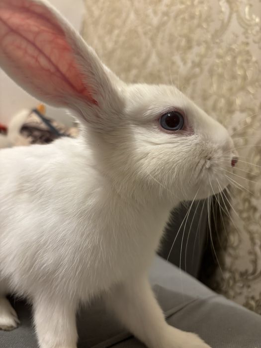 Продам декоративного кролика