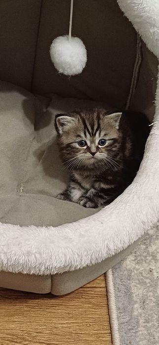 Шотландская,девочка
