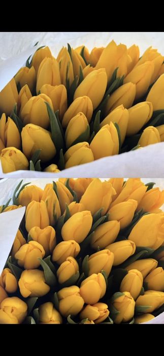 Продам тюльпаны.