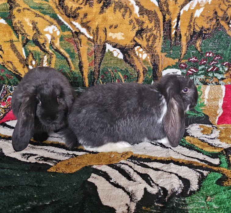 Masculi berbec german