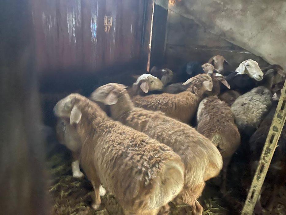 Семіз қой сатылады