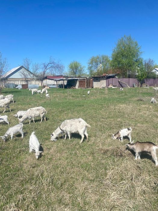 Продам 11 козы , 18 козлят , 1 козла.