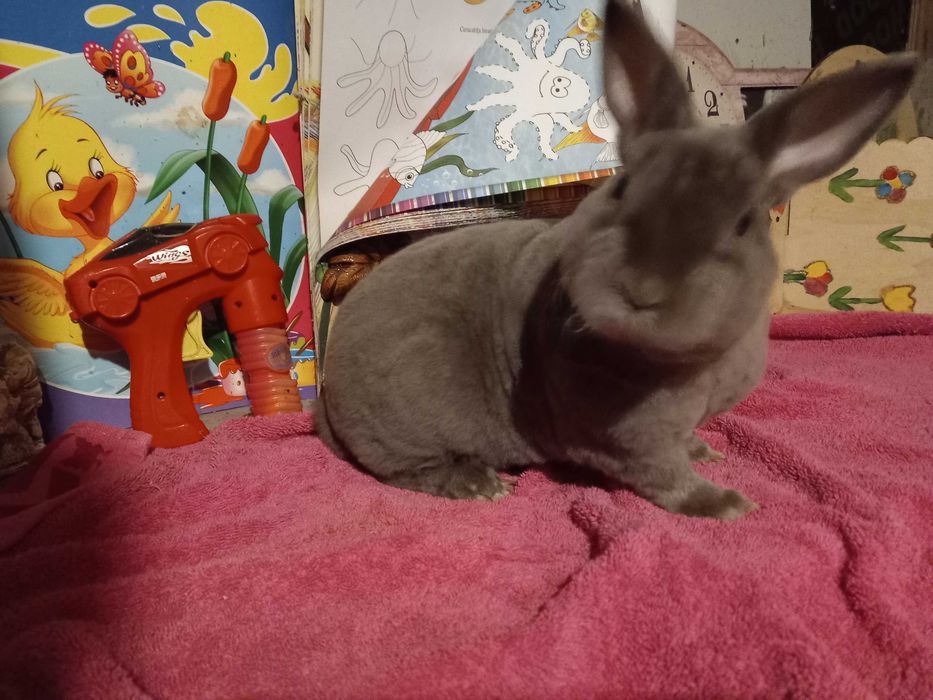 Iepuras REX Pitic Iepure de Companie