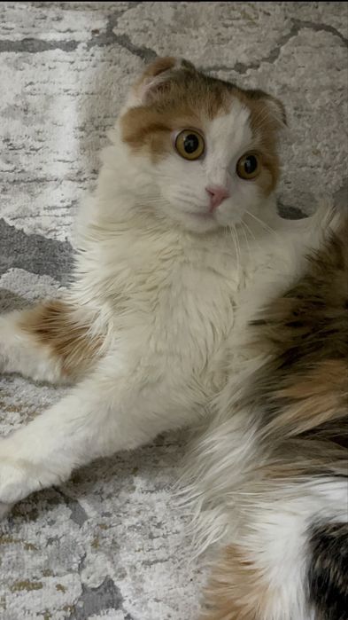 кошечка ищет кота для вязки