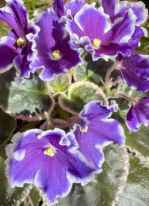 Сейнтполия Saintpaulia African Violet Сентполия Сенполия