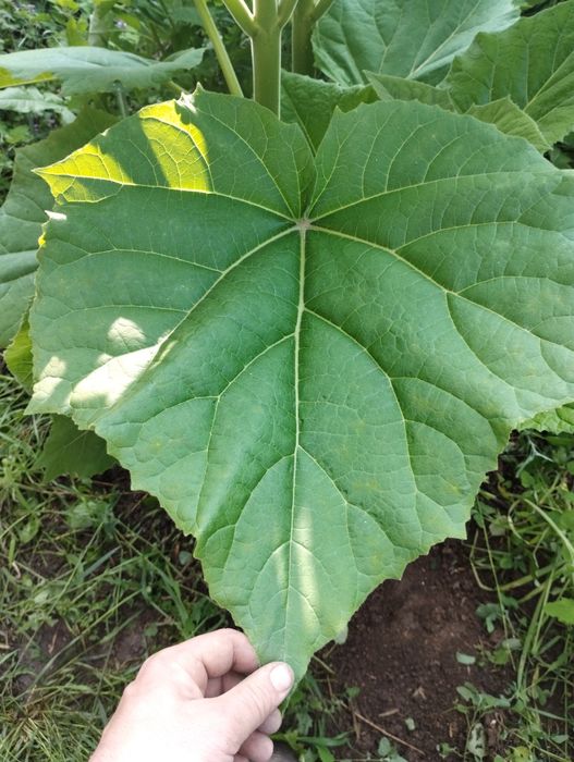 Пауловния томентоса, Рустифина (Rhus typhina)