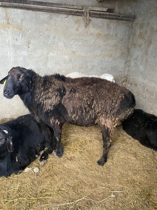 Кошкар сатылады