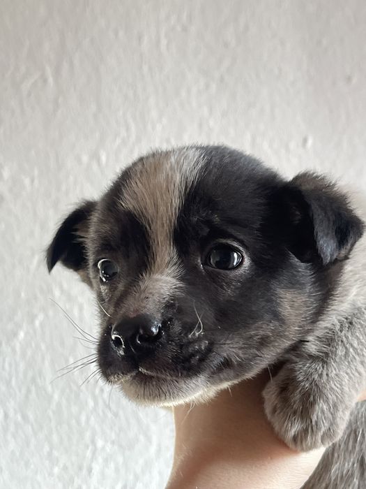 Отдам щенят