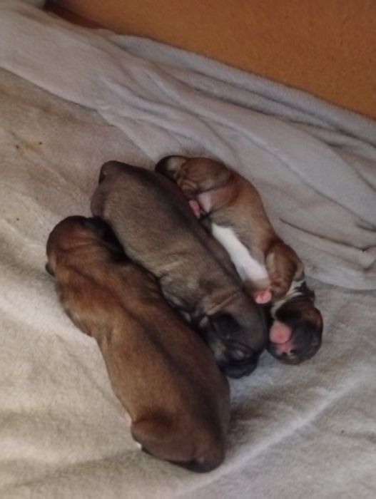 Vând bișonii maronii