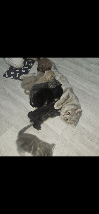 продам котят шатландцы