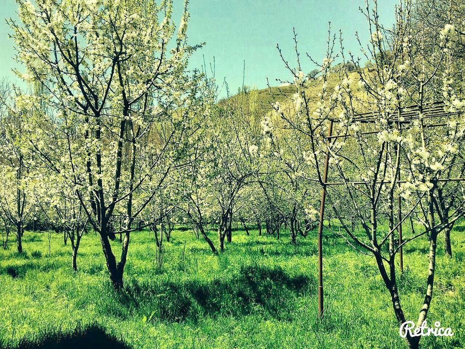 Бустонлик уй арзонга