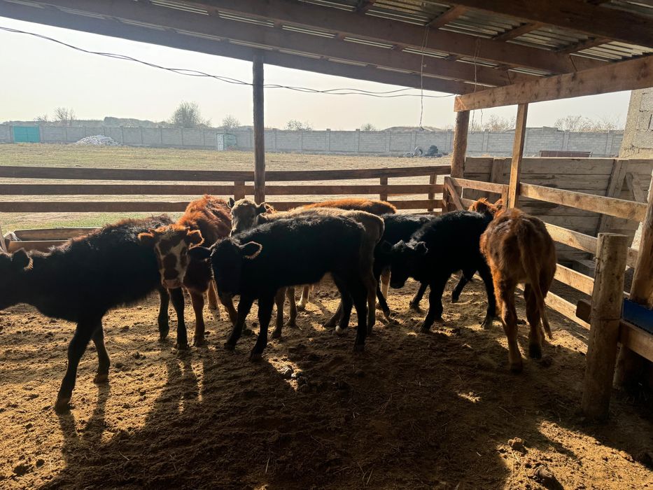 Тараз  ровнида тур