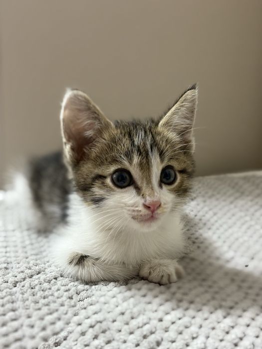 Отдам котеночка в хорошие руки