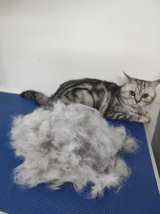 Стрижки животных