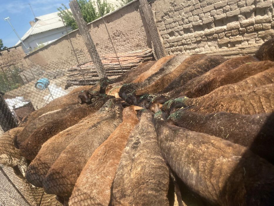 Семіз қой еті сатылады