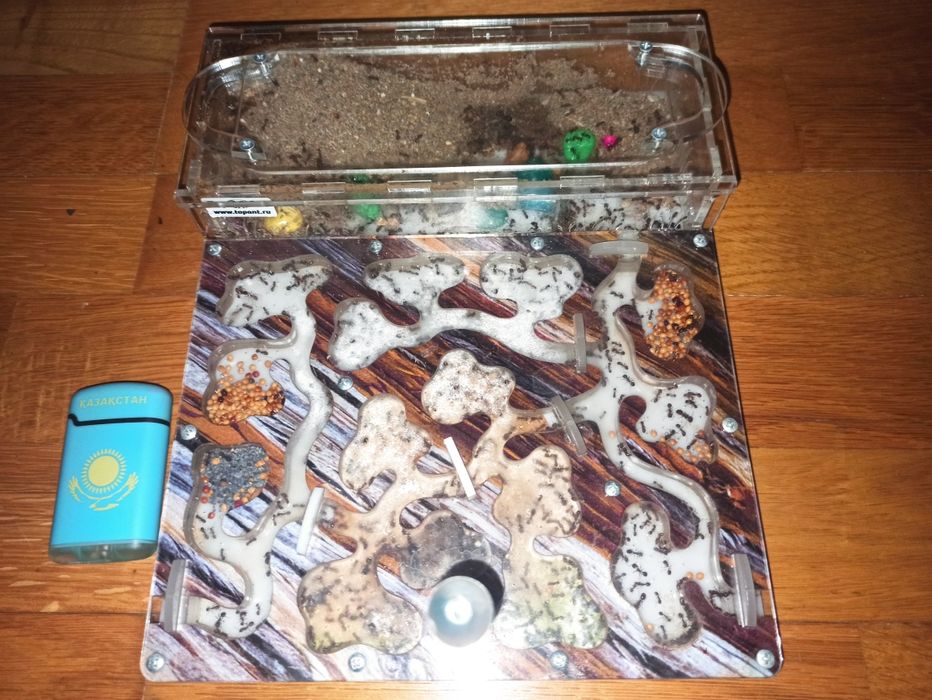 Муравьиная ферма с муравьями