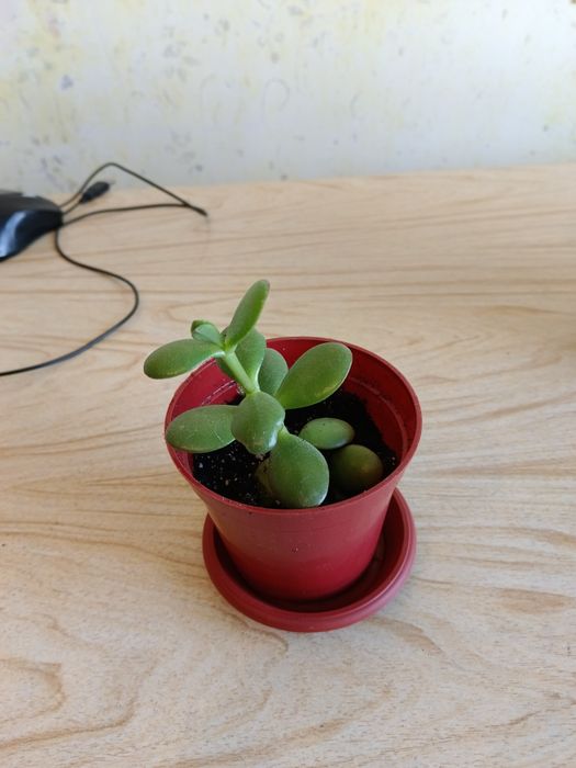 Продам цветок драцена