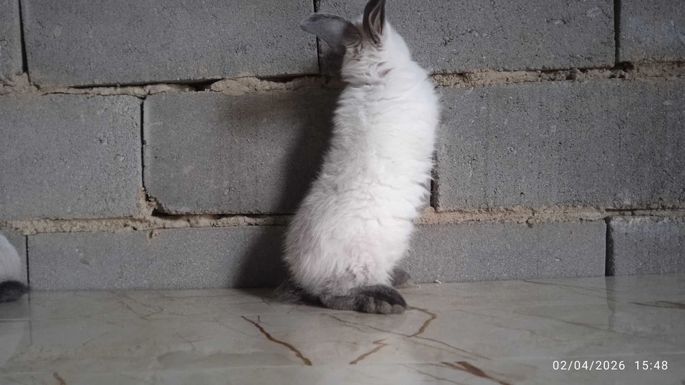 Quyonlar, kalliforniya quyonlar