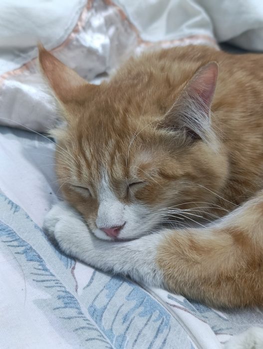Кошка в хорошие руки