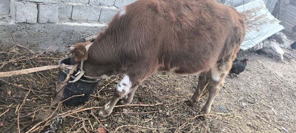 Гунажин сотилади...