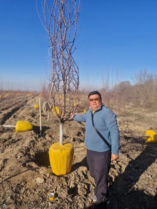 Туи ели гортензии яблони газон