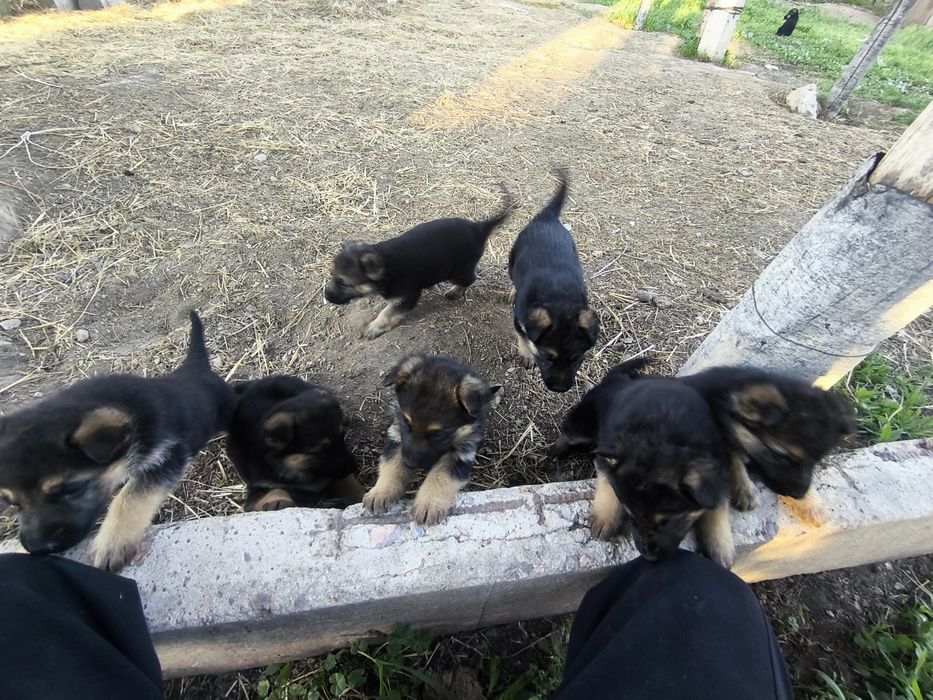 Овчарка сатылады