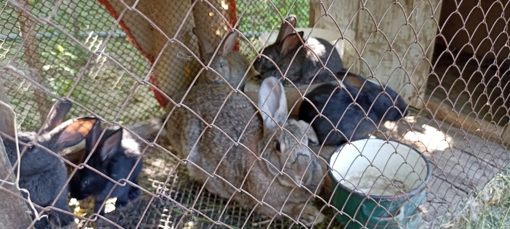 Кролики фландр и великаны