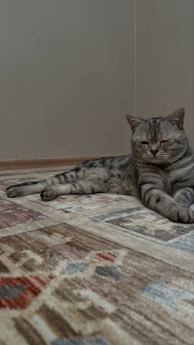 Отдам кота Ласкоса в добрые руки
