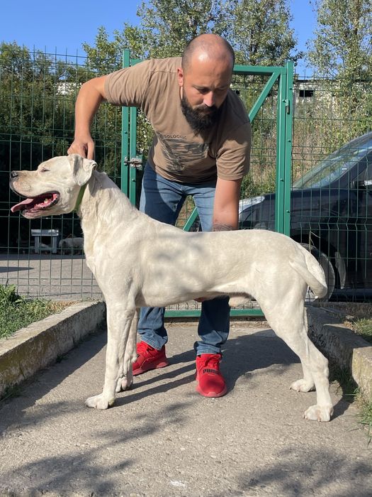 Dogo Argentino / Dog Argentinian