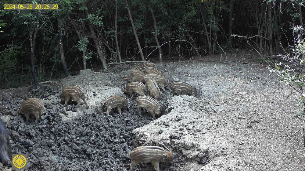 Camera vanatoare live   Forestvision Live C1  2025 4G originala