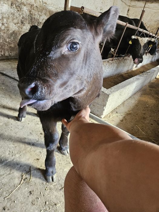 Vacă de vânzare cu tot cu vițel