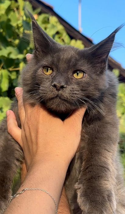 Котята породы Мейн Кун
