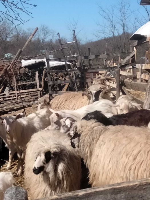 Vand berbeci si tapi