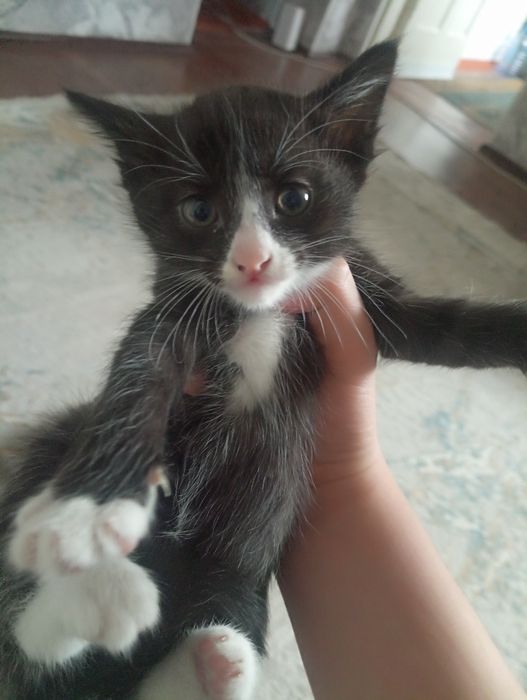 Котята в хорошие руки