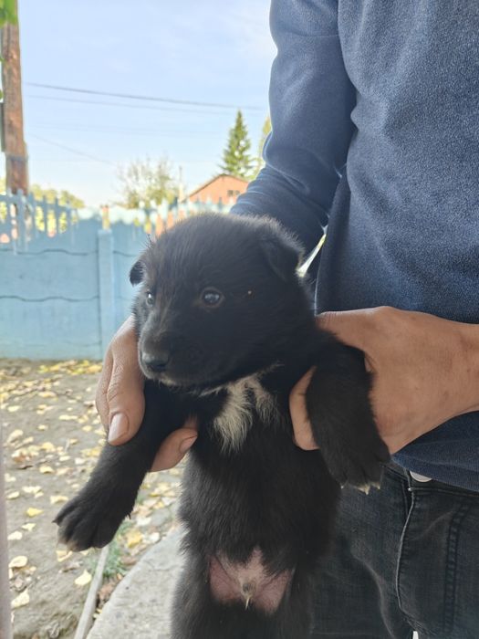 Продам щенков овчарки