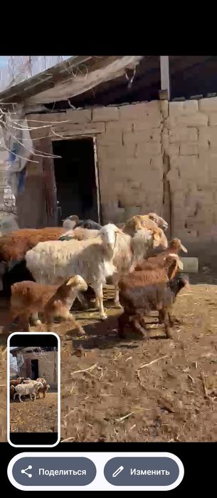 Продам баран с ягнятами