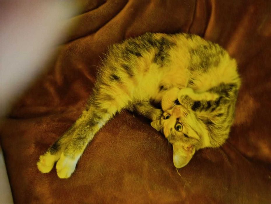 Отдам кошку срочно!!!