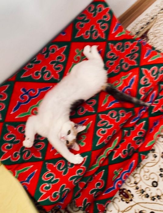 Отдам кошку в добрые руки