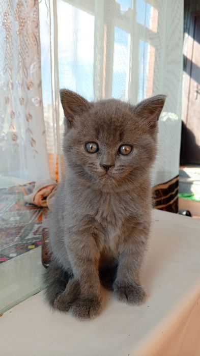 Продам котят шотландских страйт