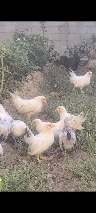 Samuray shabo jo'jalari sotiladi manzil Toshkent