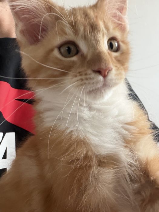 Котенок Мейн-Кун рыжий