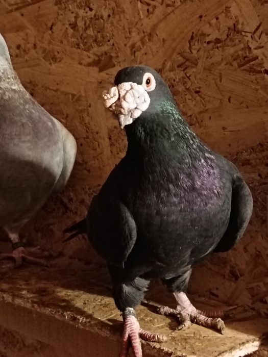 vând porumbei voiajori italie si duduros