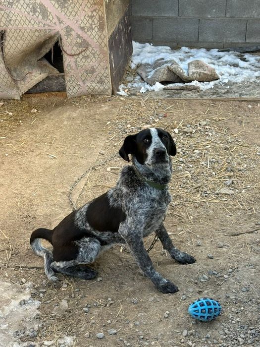 Дратхаар-Спаниель Охотничья