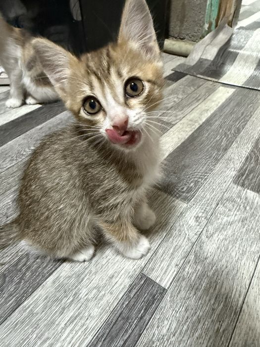 Отдам котят в добрые руки