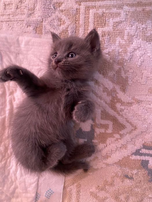 Отдам     Котят даром