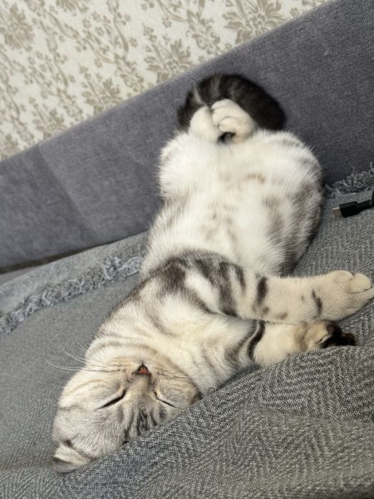 Отдам кошку пародистую в добрые руки